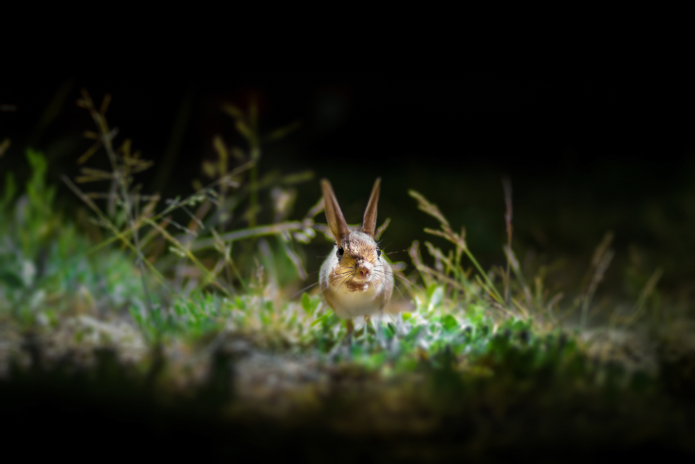 Arap Tavşanı- Allactaga Williamsi
